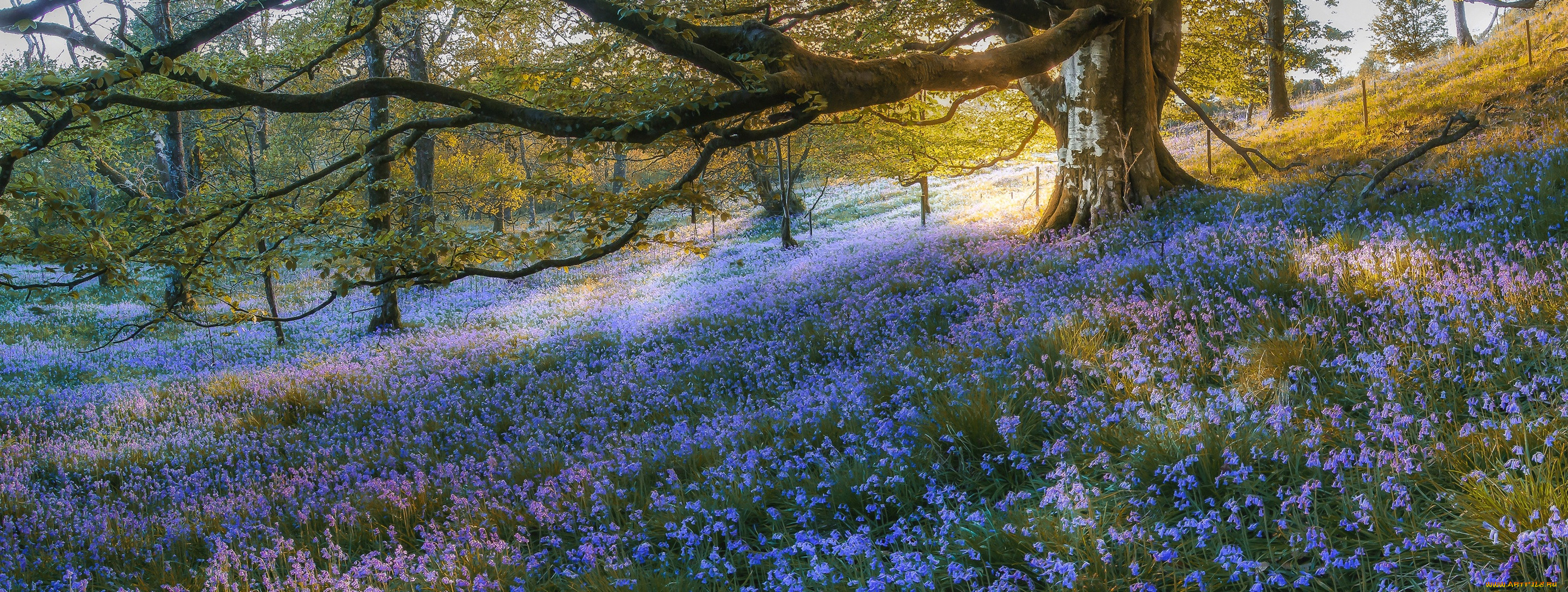 , , , , , scotland, gartmore, , , bluebell, wood